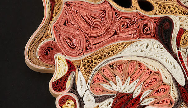 Anatomical Cross Sections #design #curiosidad #fotografia